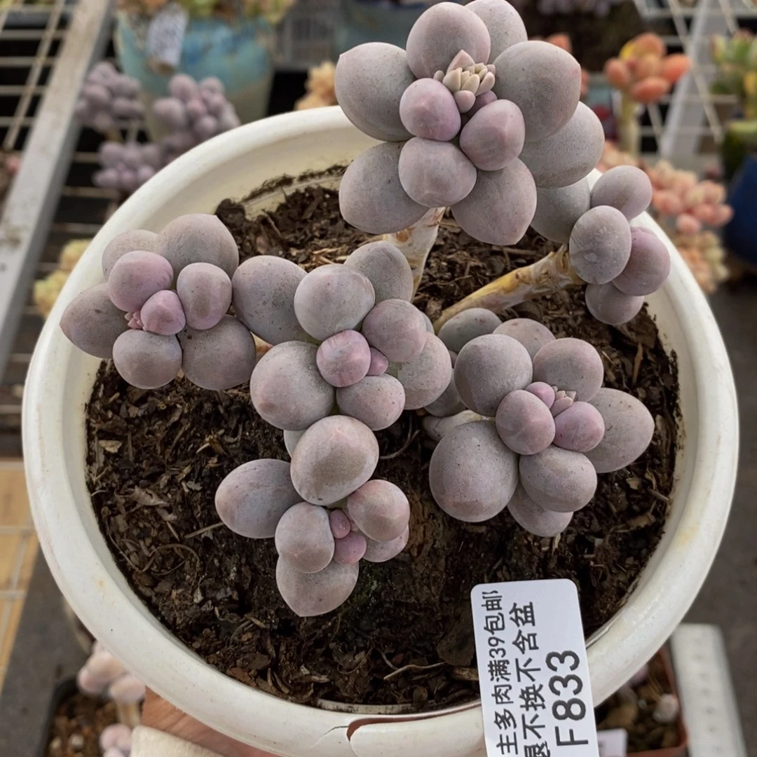 香水手指833/10c m