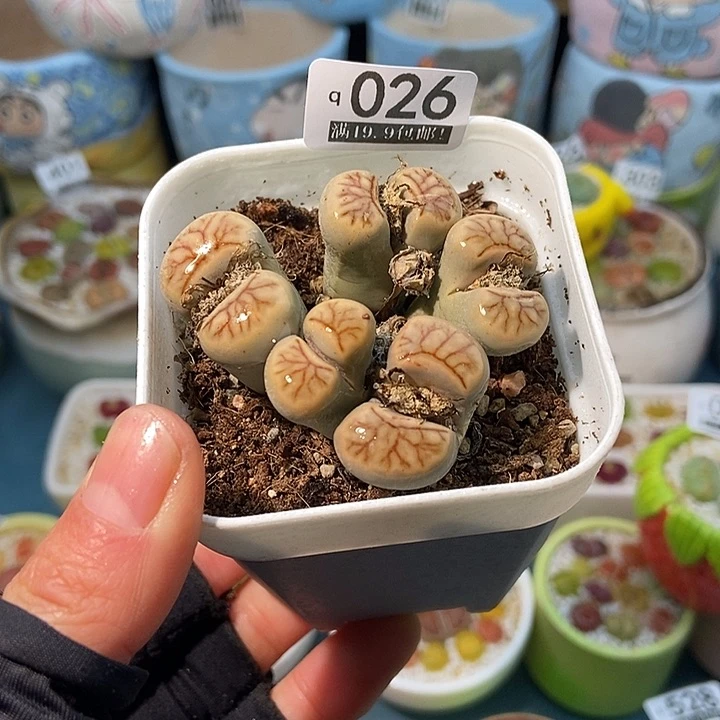 大舅生石花肉锥多肉026
