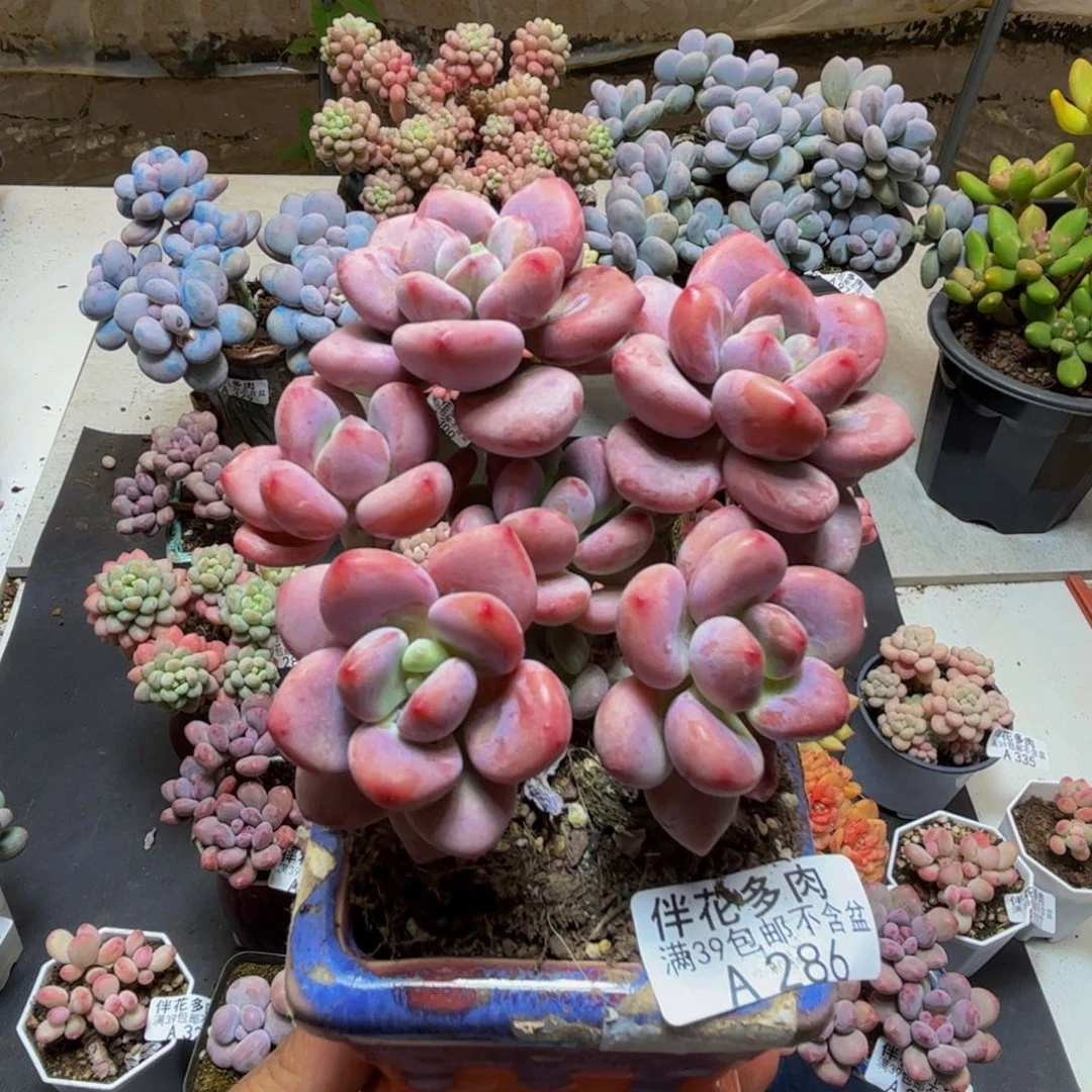 286樱花洛神9cm多肉