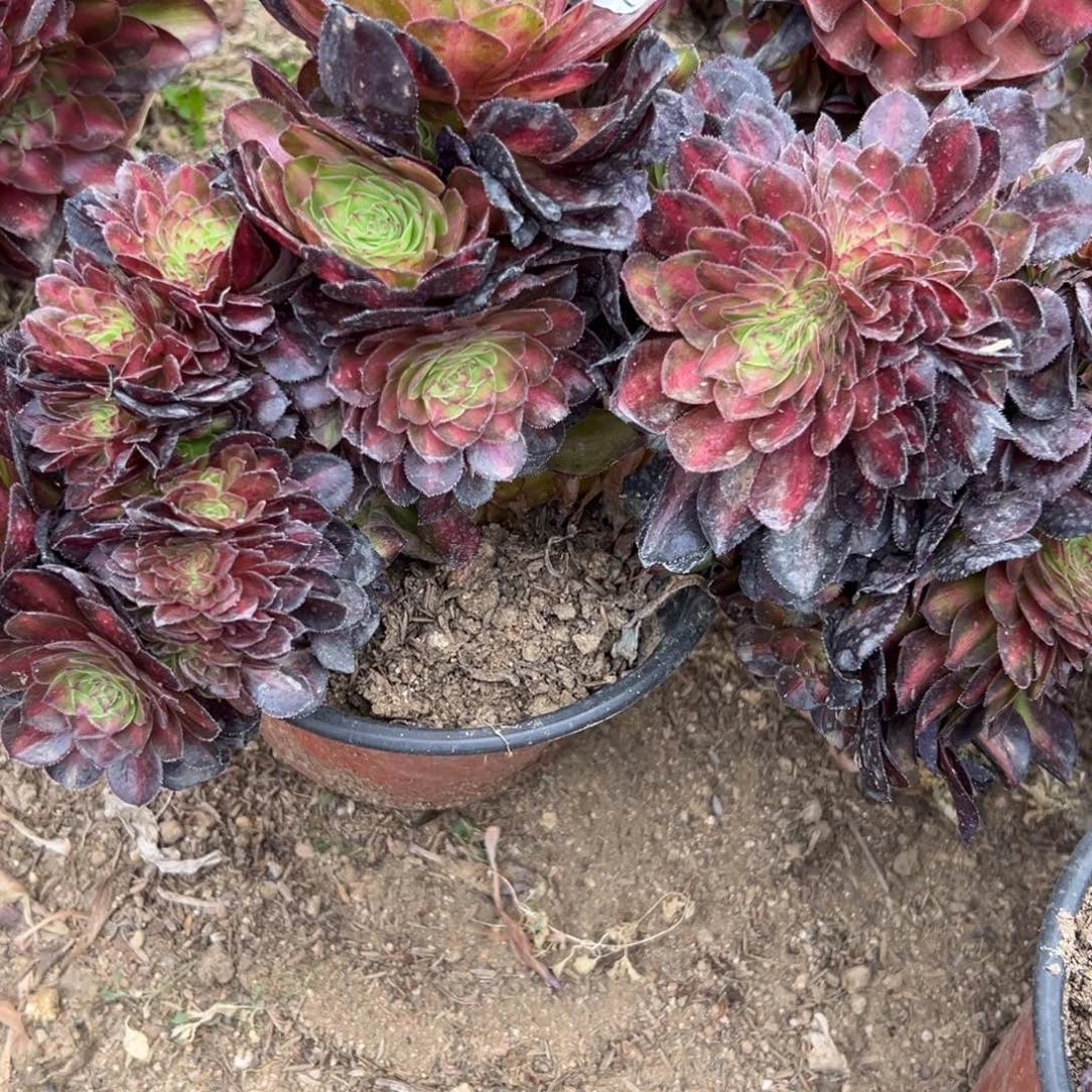 39红茶缀多肉植物系