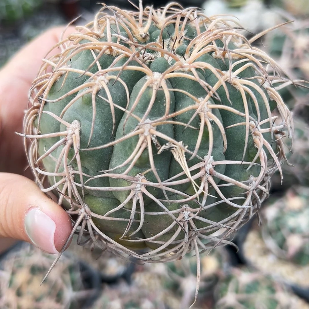 肤刺有根仙人球66666