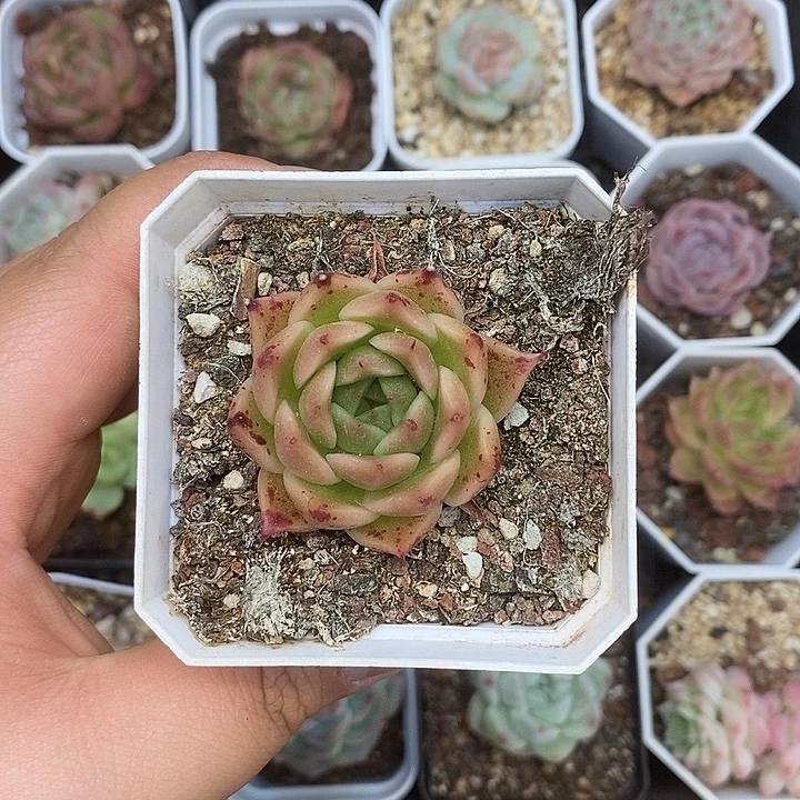 一物一拍满十元包邮27