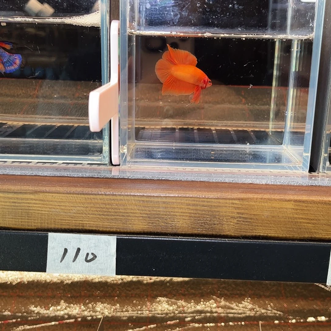 海水鱼宙斯斗鱼竞拍1-3