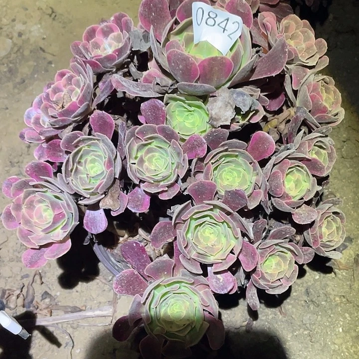 多肉植物法师842凤冠