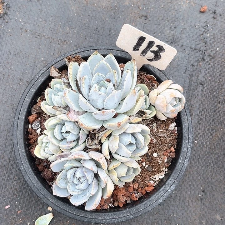 晨语多肉，一物一拍雪兔113