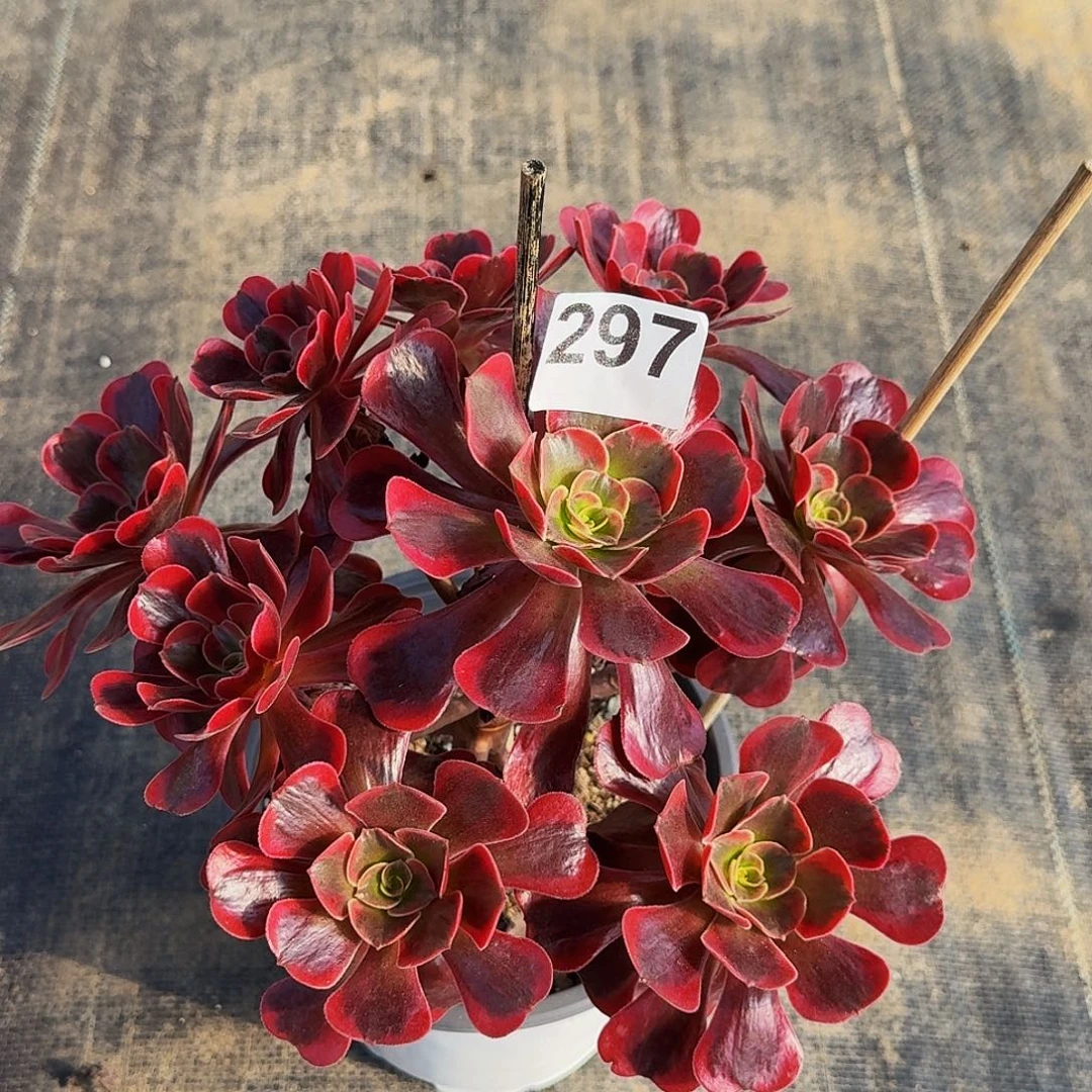 297爱神法师植物多肉