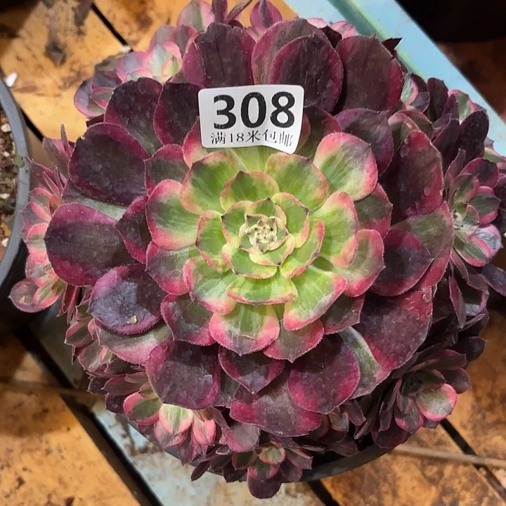 308赤子心掌心多肉法师锦