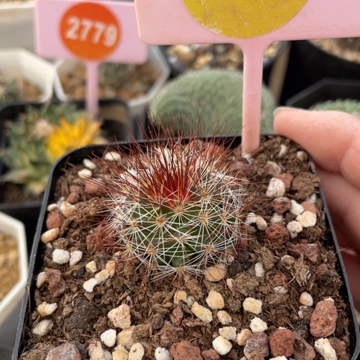 实生马库斯一棵0204