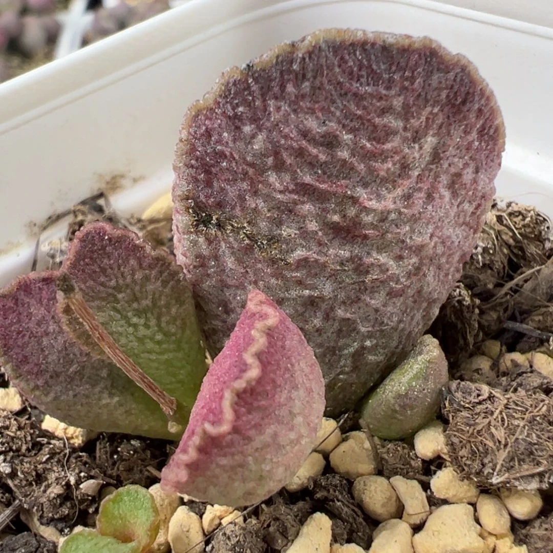 实生新品大苗多肉植物水泡