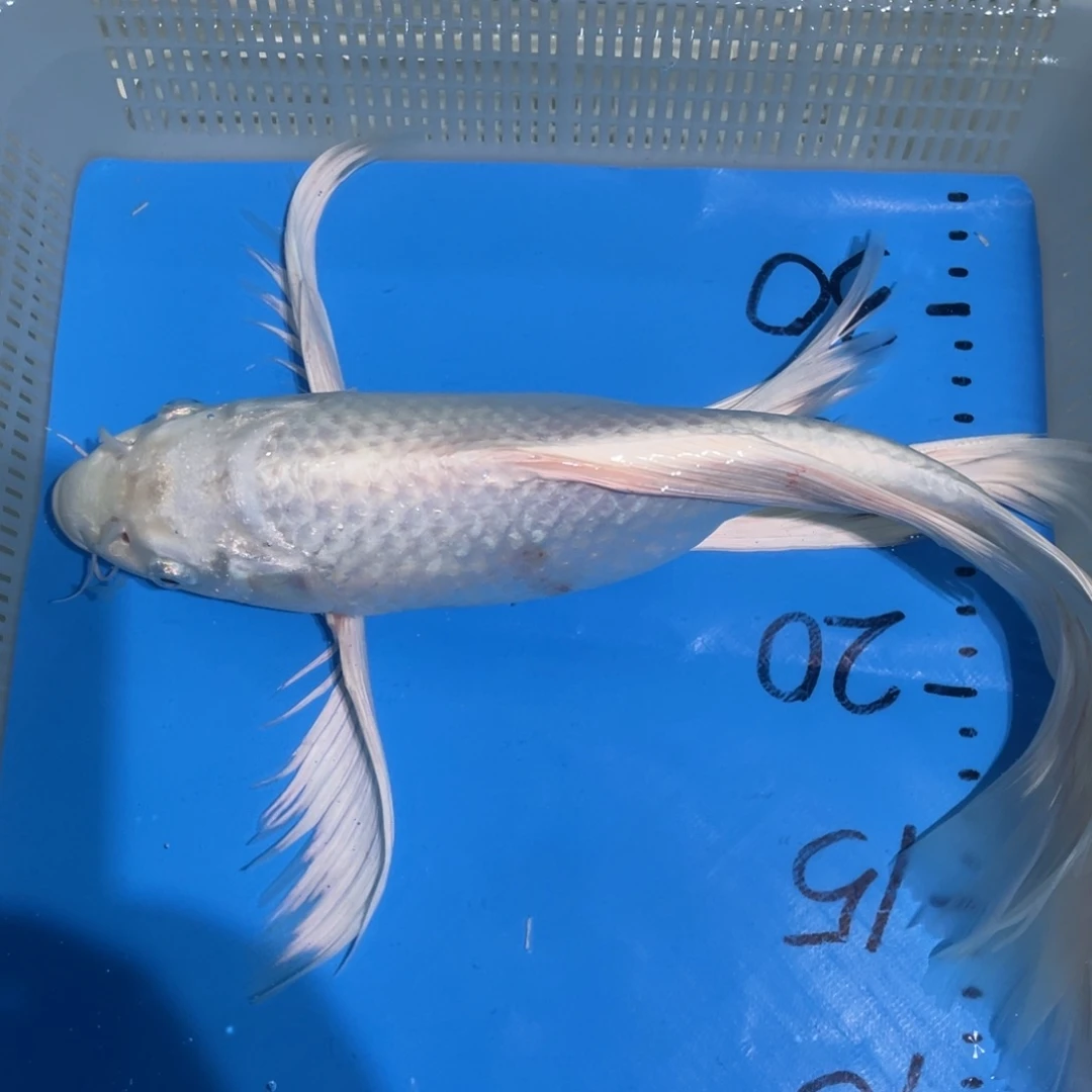 锦鲤锦鲤蝴蝶锦鲤包邮