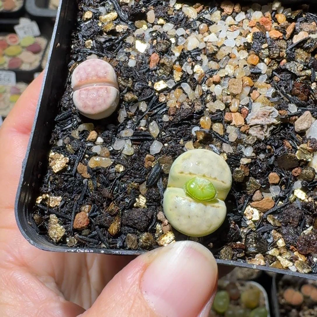 Sss清清清便宜出1431