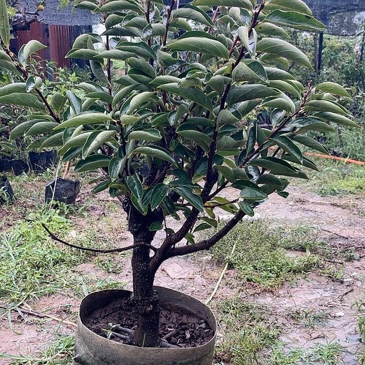 盆栽柿子，一物一拍