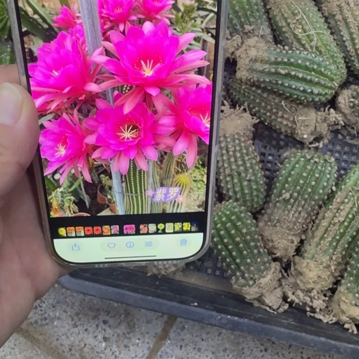 232金妞紫罗兰根脱土发货6公分左右，20包邮