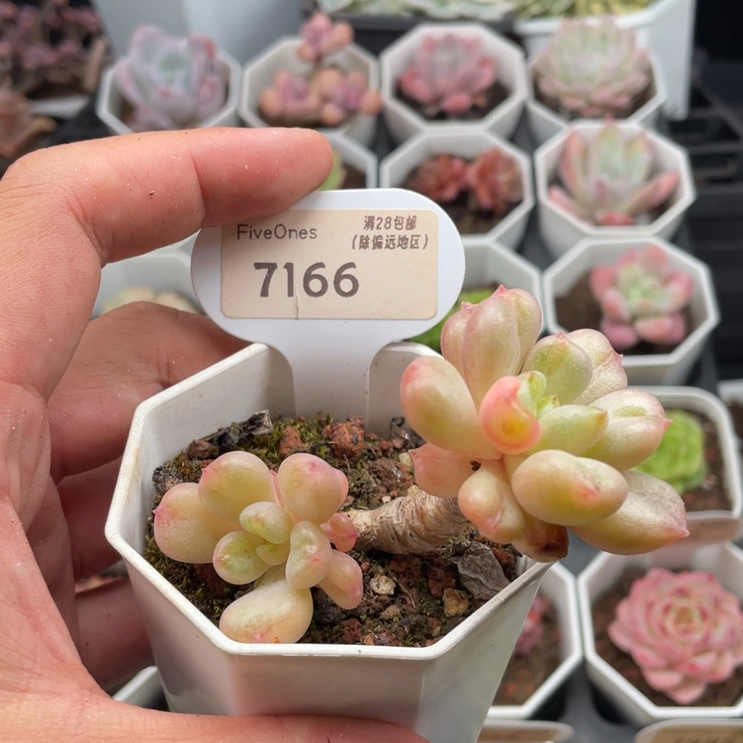 比尔盖茨7166-7厘米