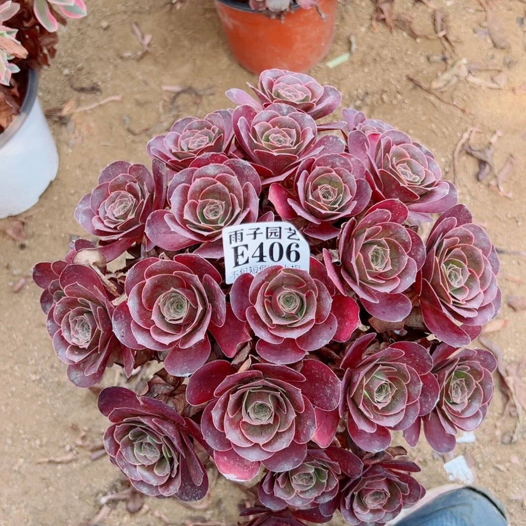 406魅金玫瑰尺寸30左右