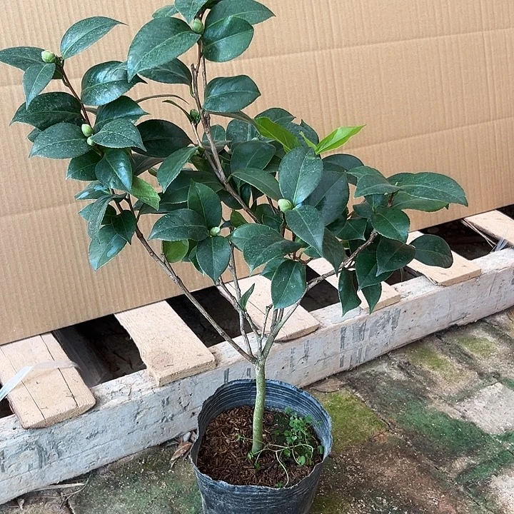 大部分花苞少量开放，十八学士随单