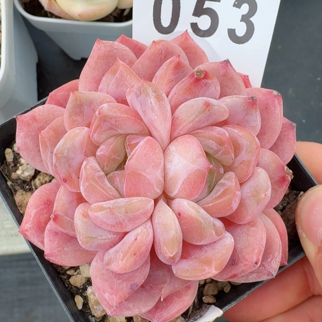 双心黛玉冰魄         精品多肉