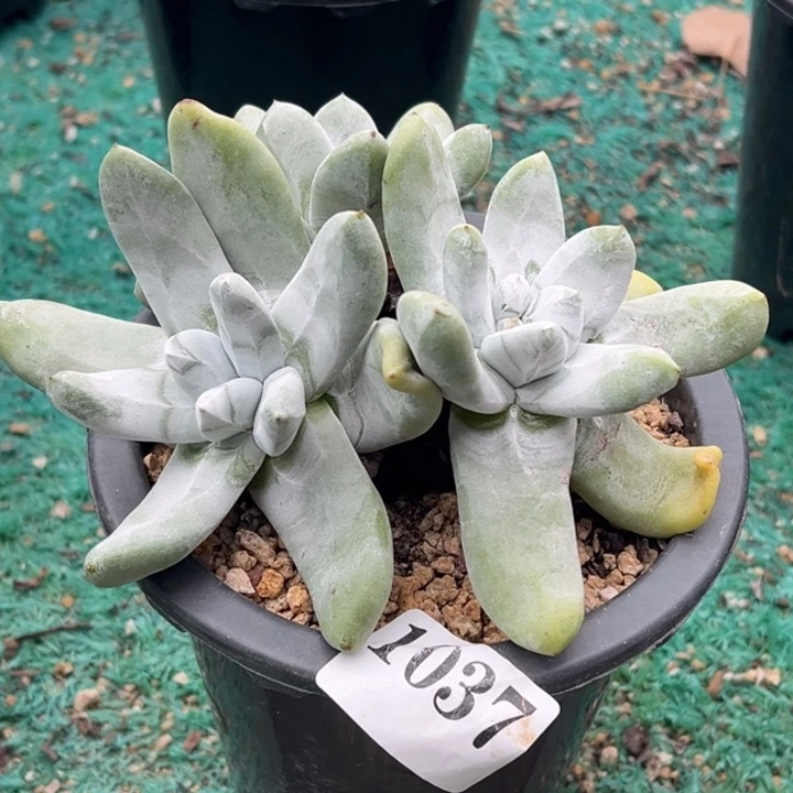 037号拇指多肉植物