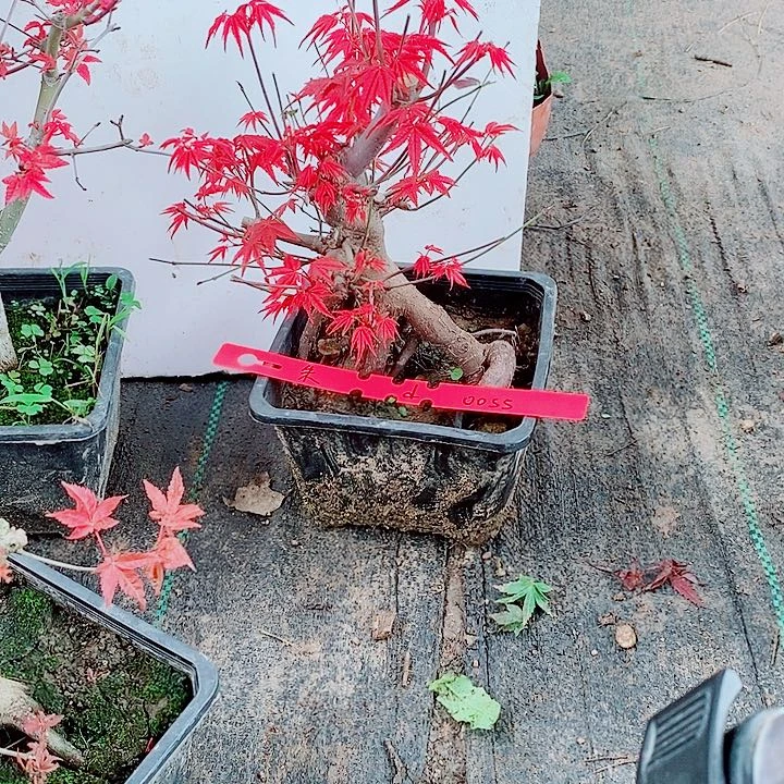 完全开放枫树星星