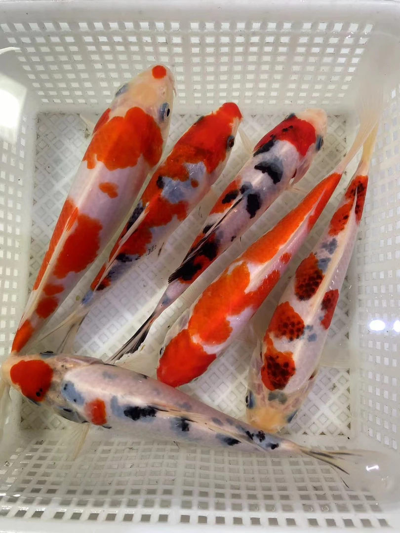 纯种红白大正三色锦鲤鱼活体冷水淡水观赏鱼苗好养耐活