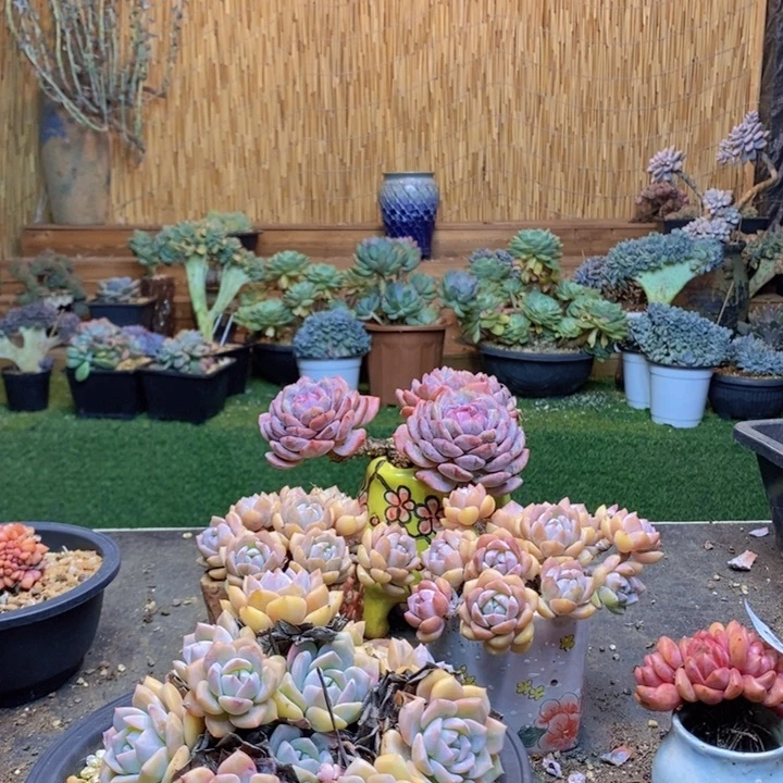 淡***️139 号橙子多肉植物