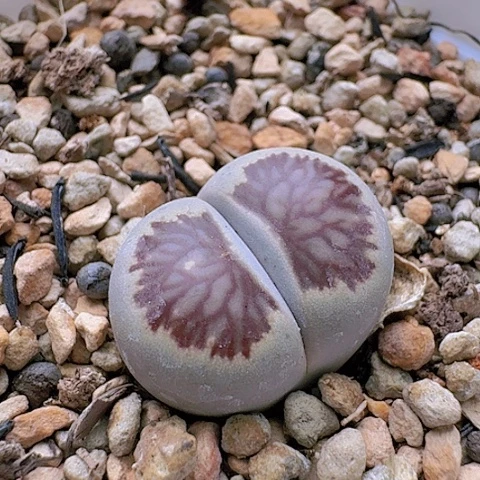 1915菊红窗菊花纹带盆土f