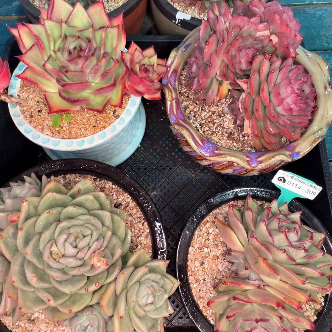 从前慢多肉精选编号0114.309