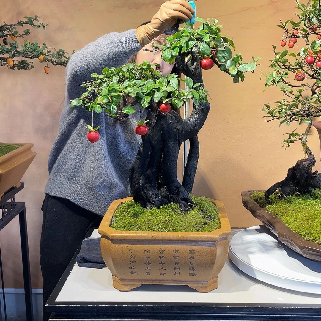 无花朵金弹子盆景植物