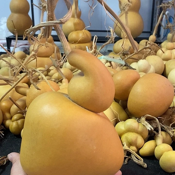 今***么葫芦的颜色是蓝色的