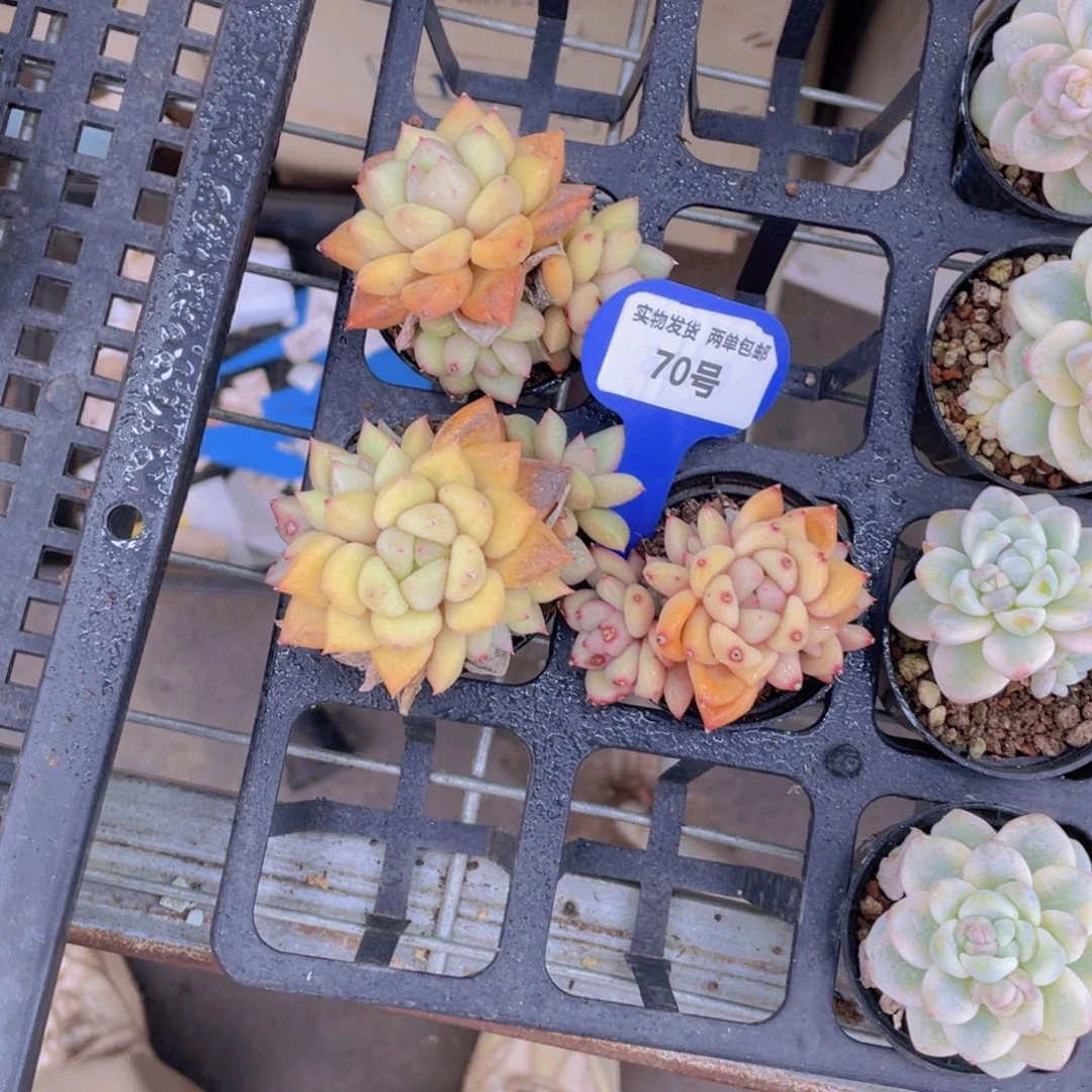 70号黄金象牙群一个