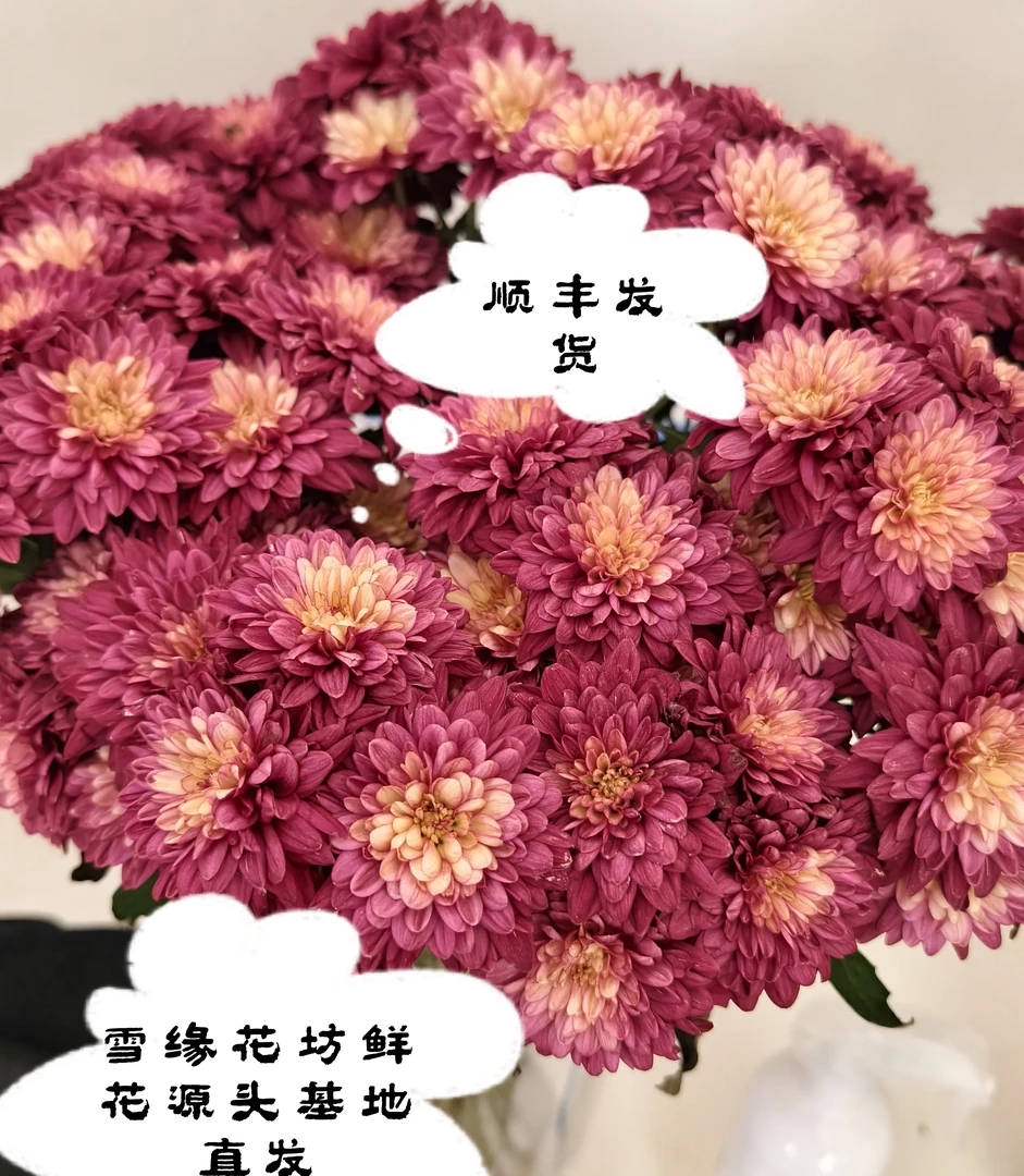 【顺丰发货】自选雏菊鲜花N单一个运费自选品种