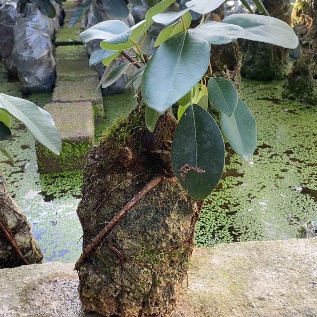 无花朵大叶榕吸水石