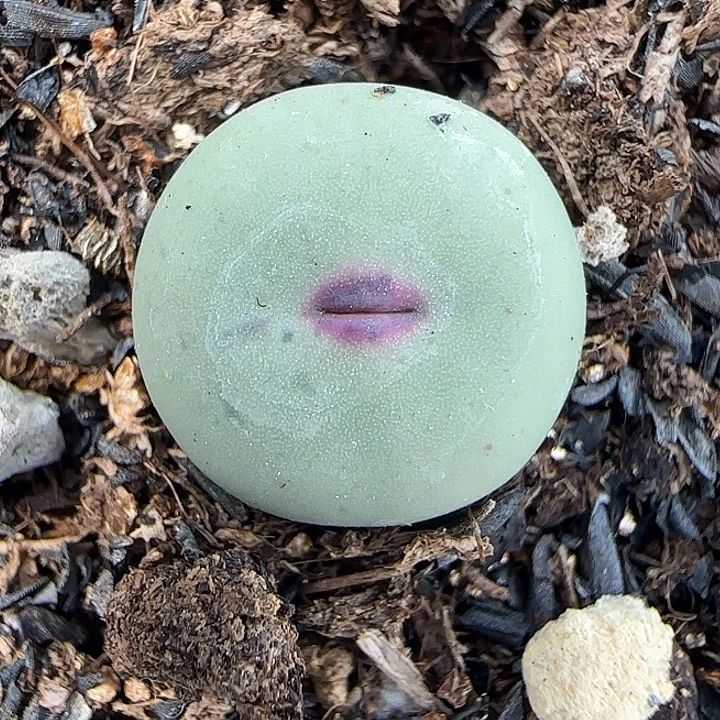 767园艺日系红嘴优选