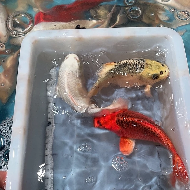 蝴蝶鲤鱼渔场直发111