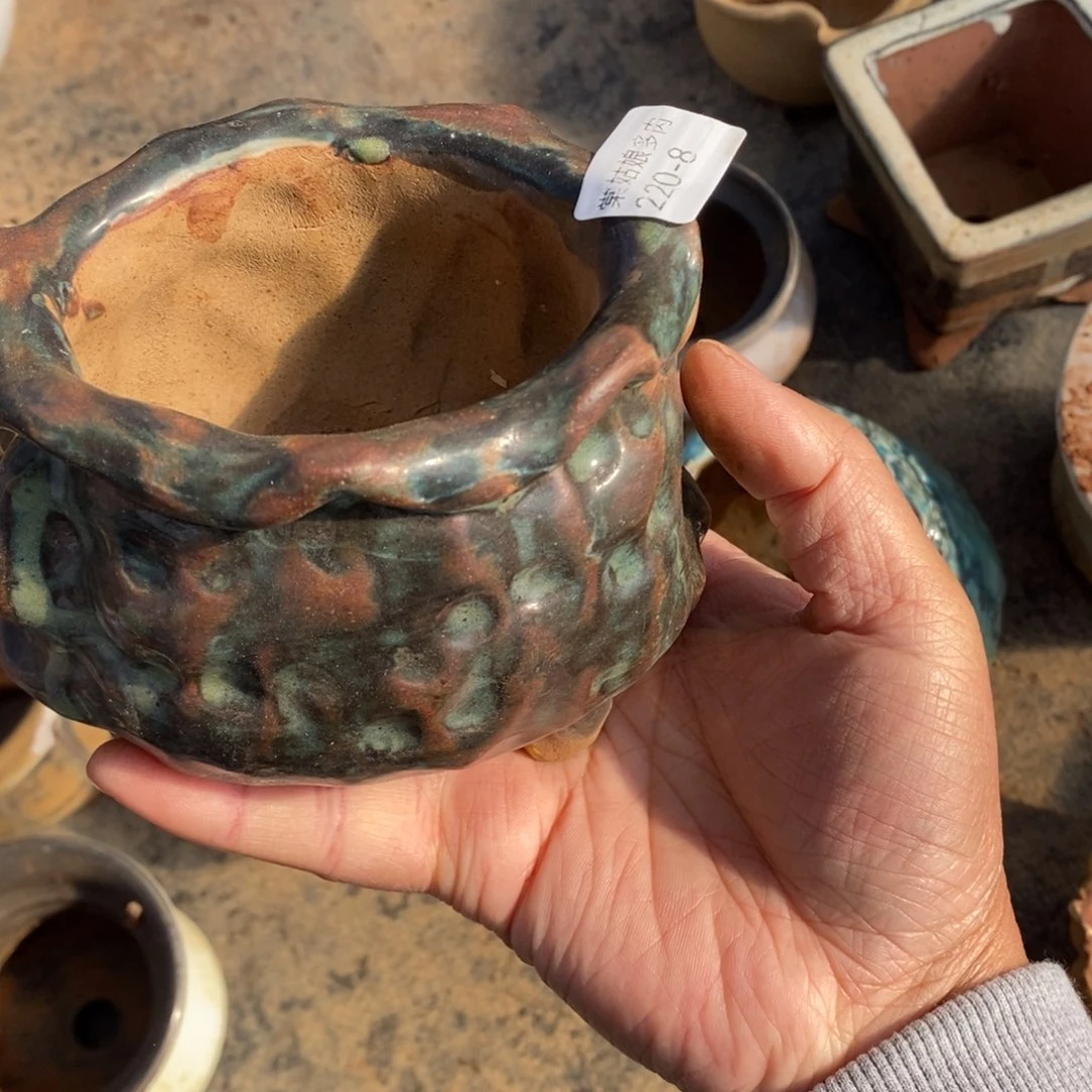 红陶可*豆8号多肉盆一个呀