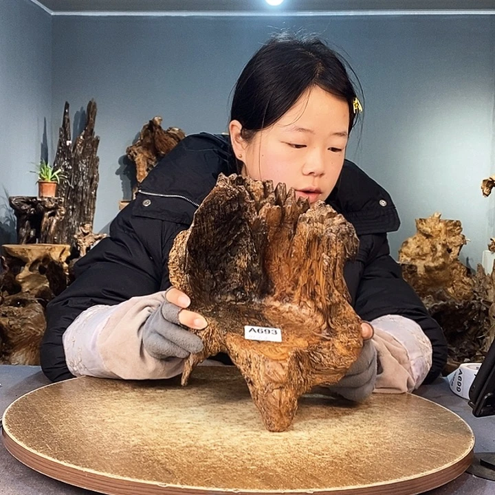 茶盏随***3693株木的随行的根艺