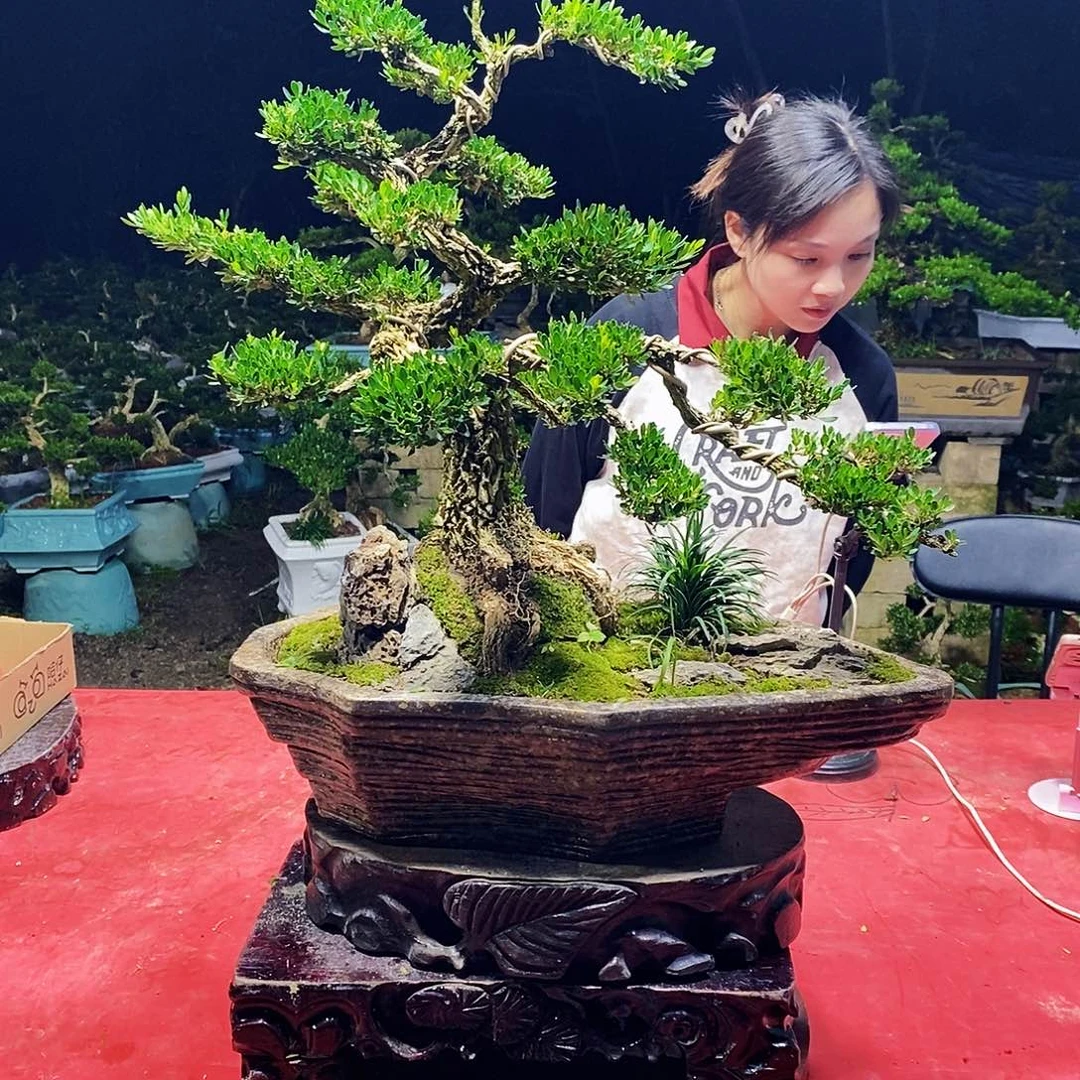 秦***者完全开放广东黄杨盆景