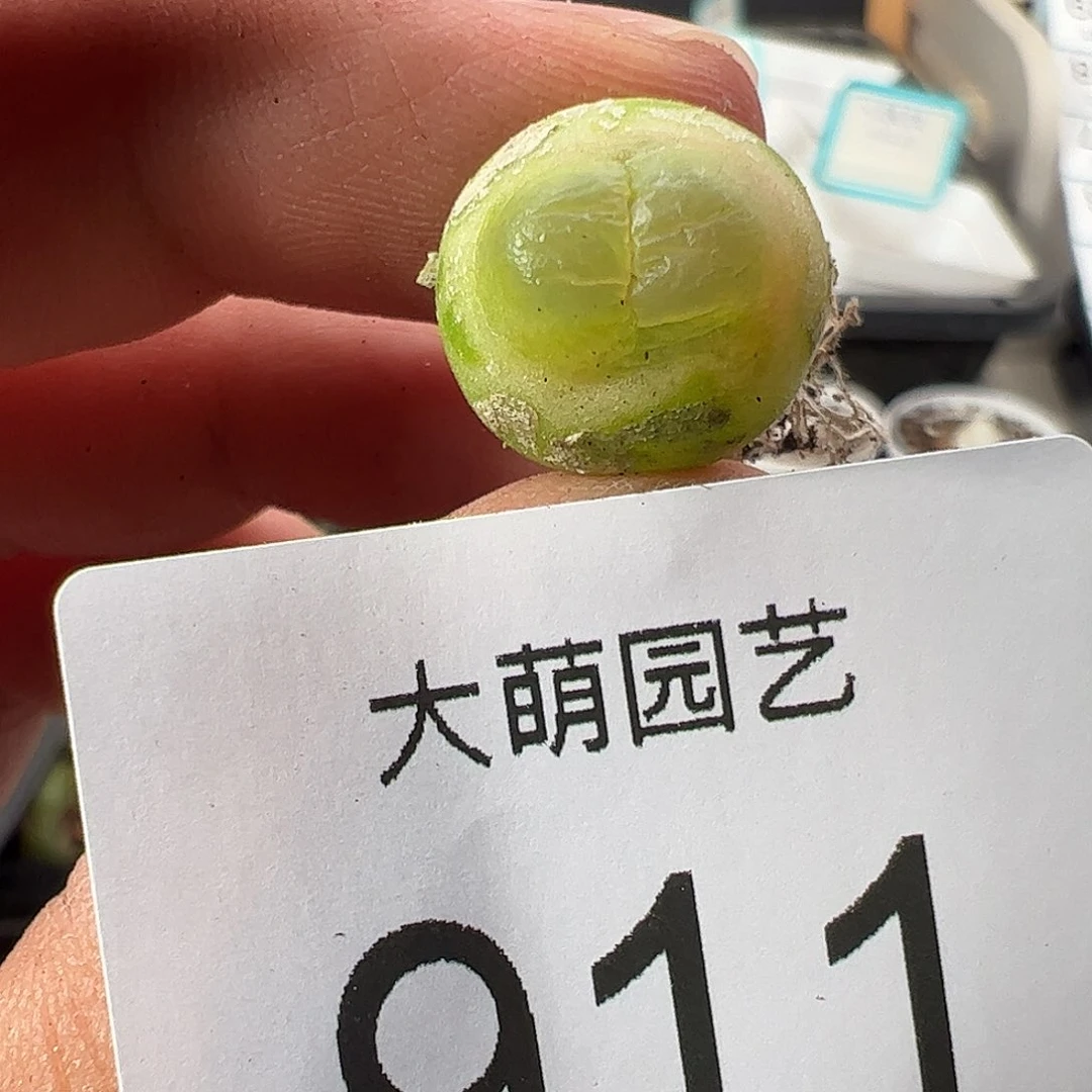 0000911 清盒福利微瑕无售后……