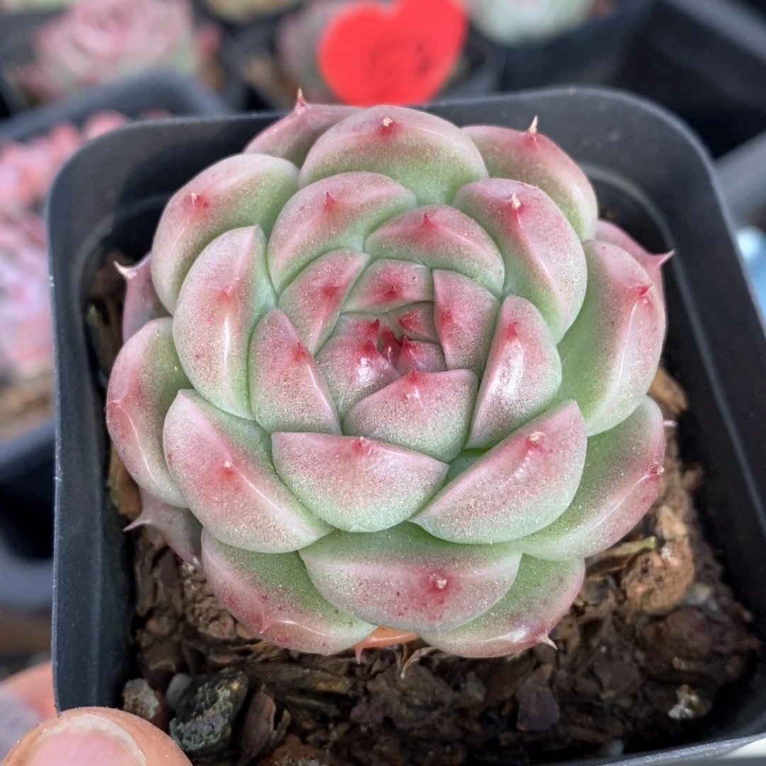 精品多肉一物一拍61