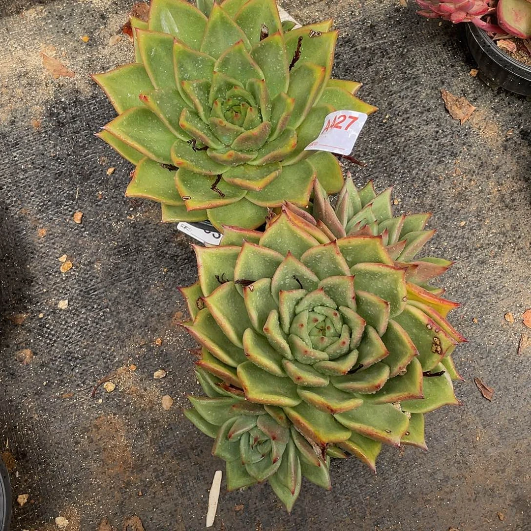 若如东云组拍A427
