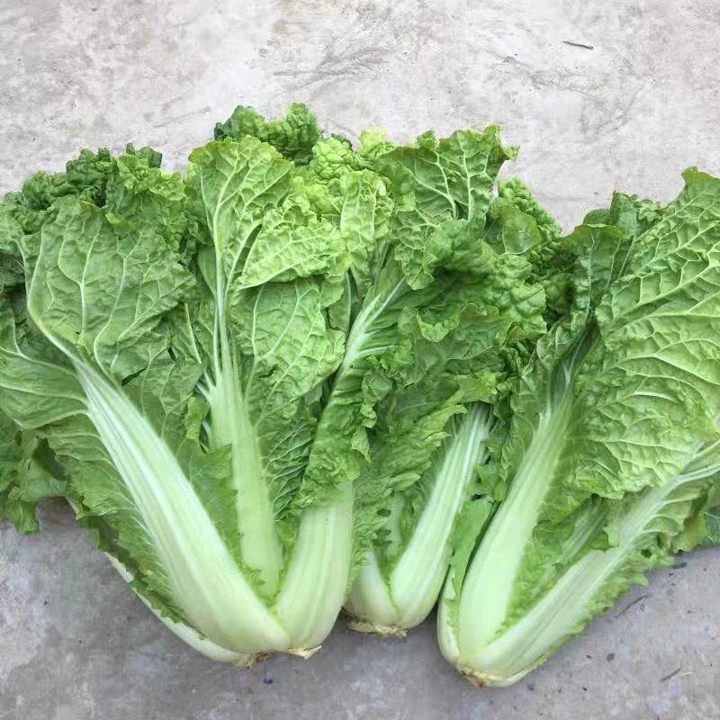 湖北青麻叶大白菜恩施皱叶青菜