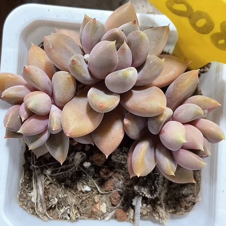 多肉红象牙6082多