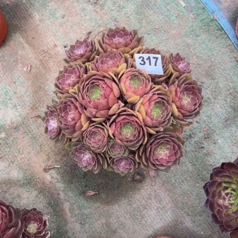 1***%317桃花石朵朵多肉