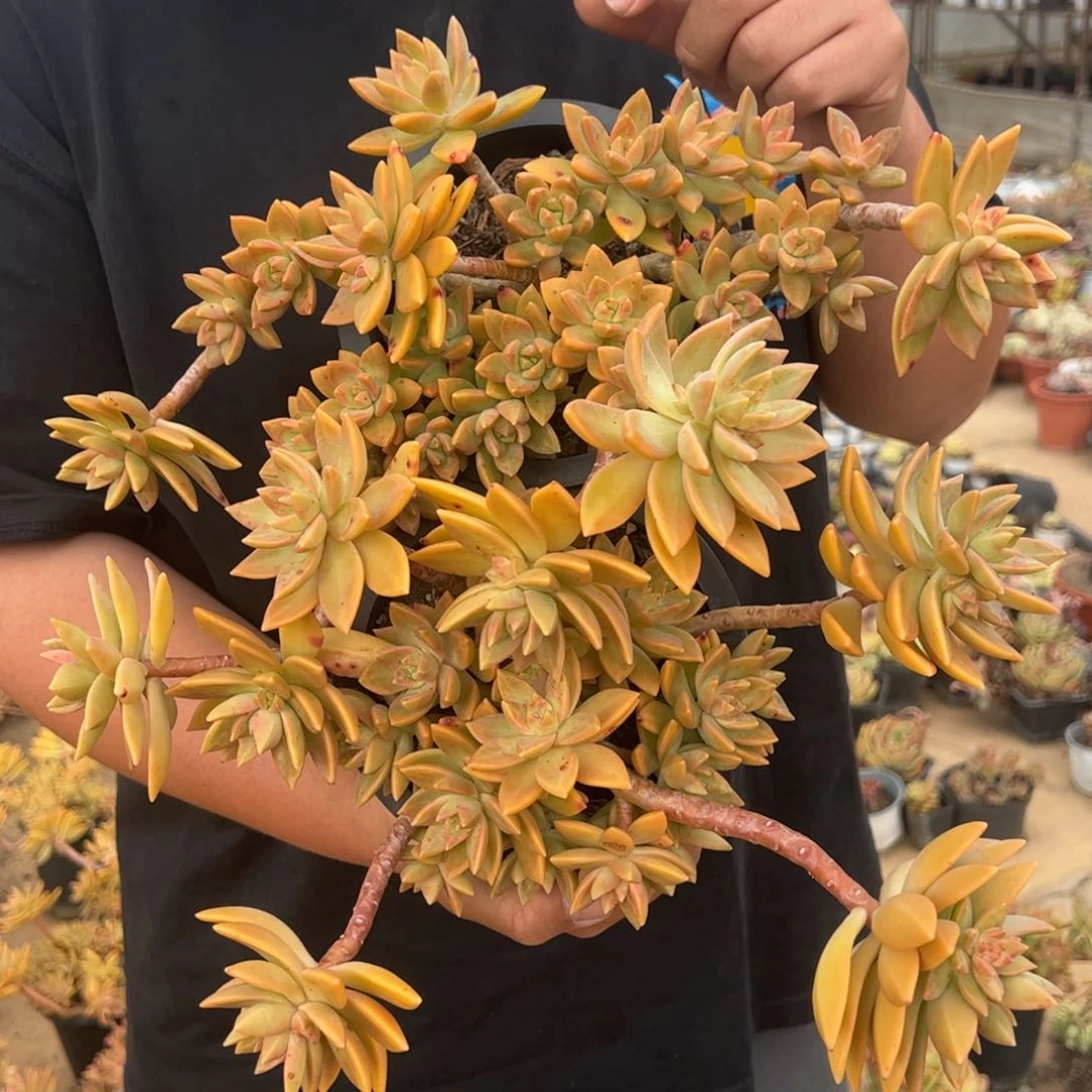 黄金布丁大盆整桩一盆