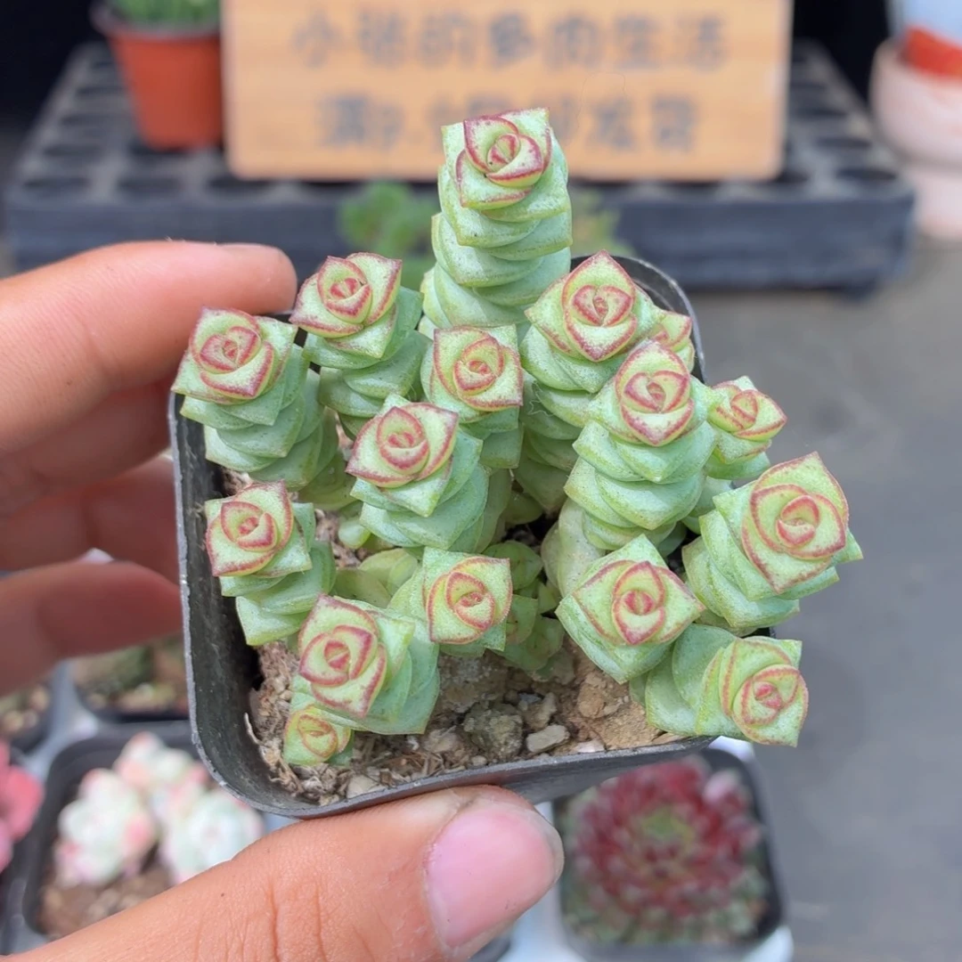 钱串多肉9.9包邮发货