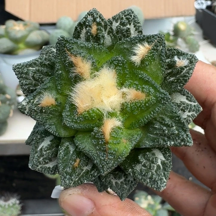 【闪购商品】无花朵风车螺旋辛顿530