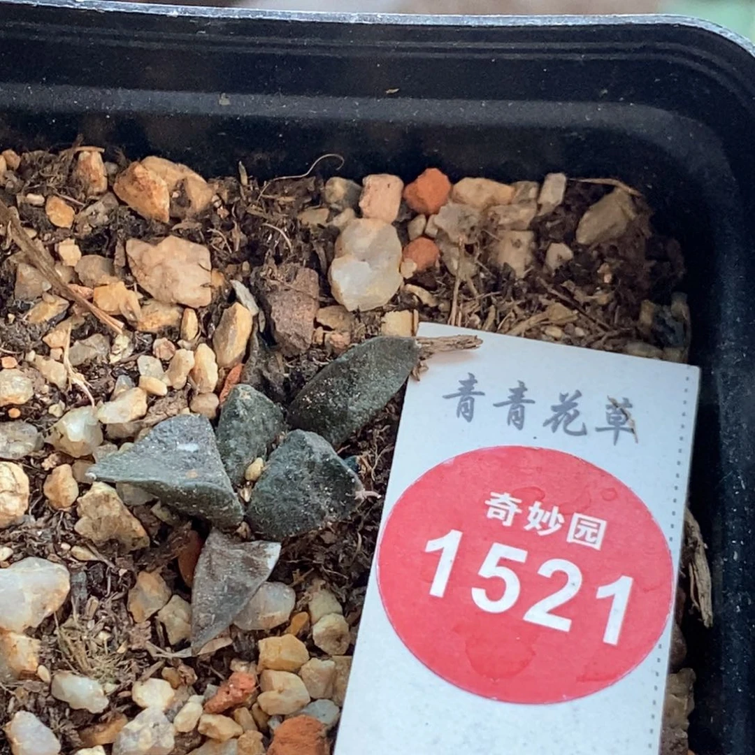 实生五年半大尤连山牡丹一颗