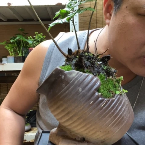 红陶?****鱼一物一拍所见即所得181