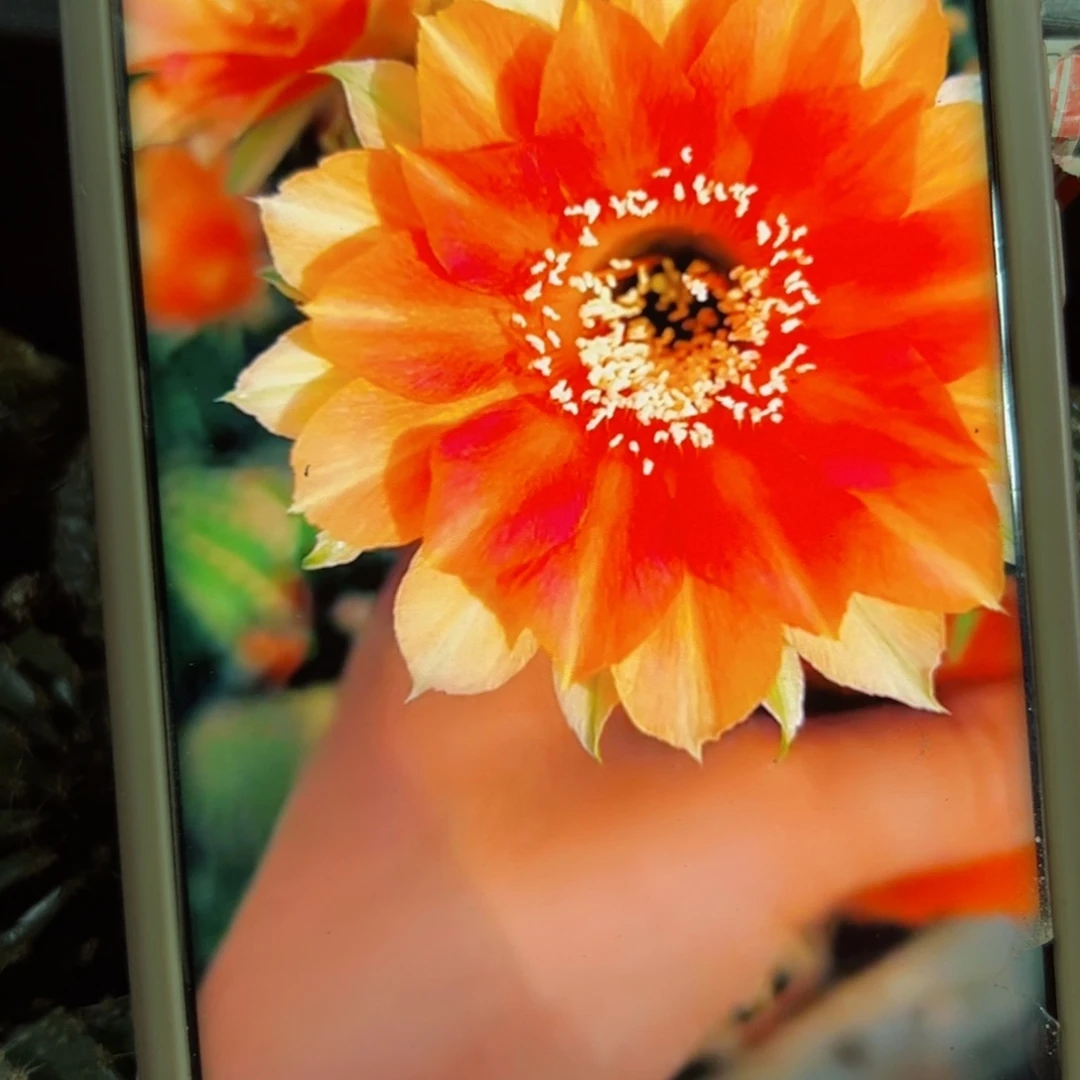 下26金刚夏橙歪侧芽4公分左右20包邮