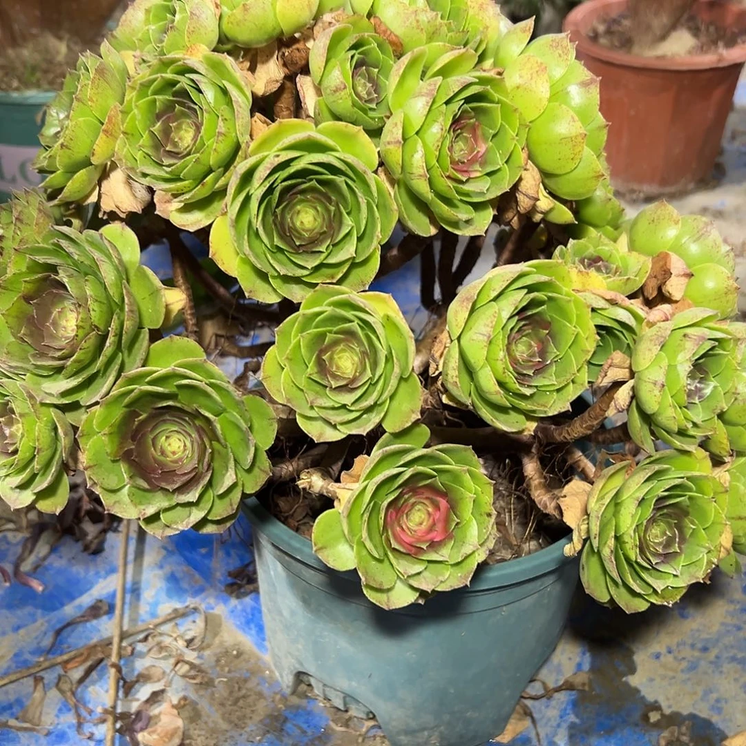 多331肉植物万圣节法师